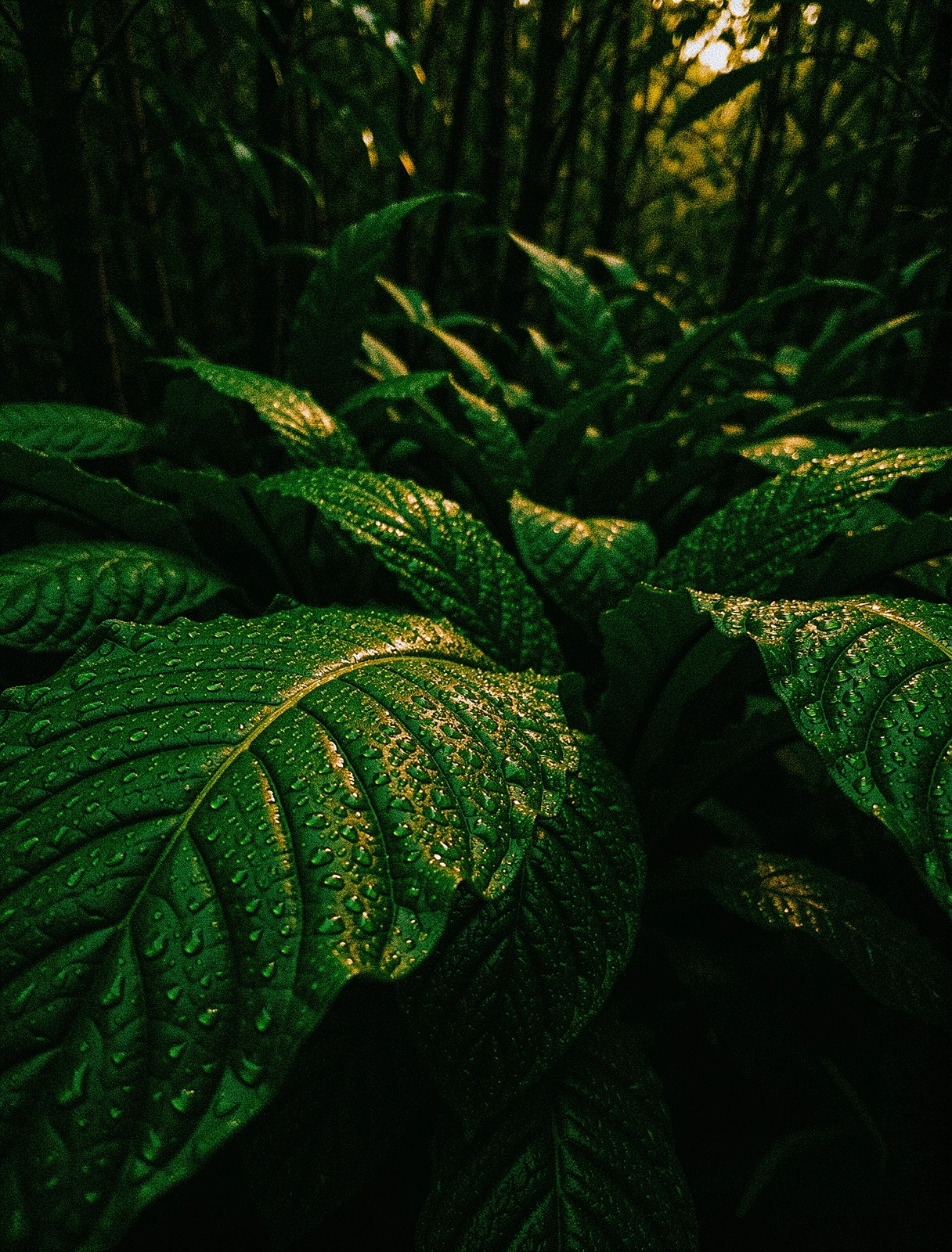 Tropical botanical environment in Yogyakarta